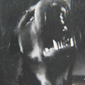 Rottweiler | Hard + Dark | West Coast